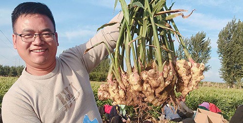 進(jìn)口水溶肥推薦你選沃葉，這就是原因！