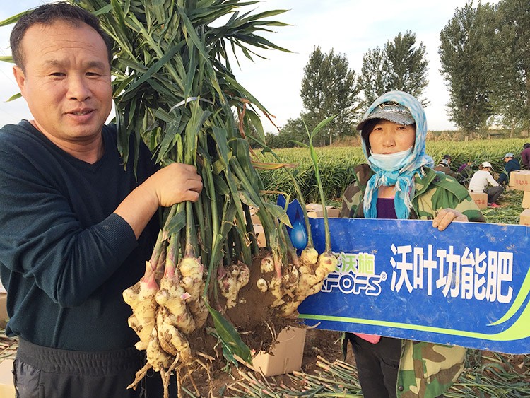 進(jìn)口水溶肥推薦你選沃葉，這就是原因！