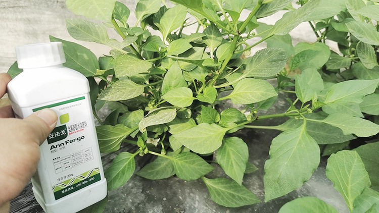 解藥害用什么葉面肥好？