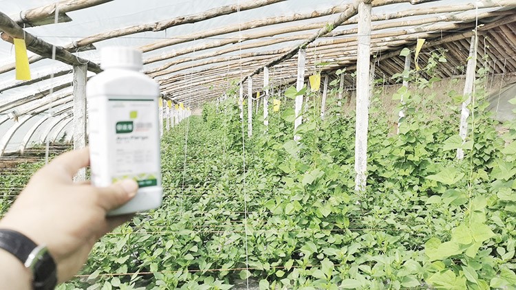 解藥害用什么葉面肥好？