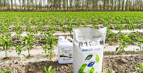 微生物菌肥哪家好？用效果說(shuō)話！