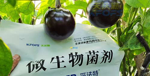 進(jìn)口水溶肥蔬菜上怎么用效果好？