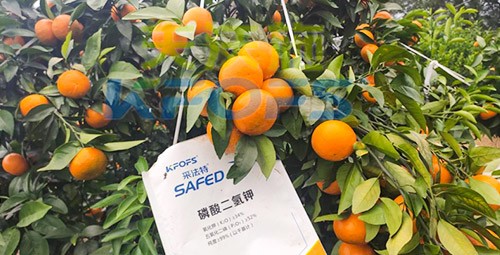 柑橘專用肥選采法特，就是不一樣！