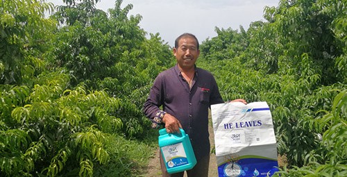 桃樹(shù)施什么肥料好，看這一篇就夠了！