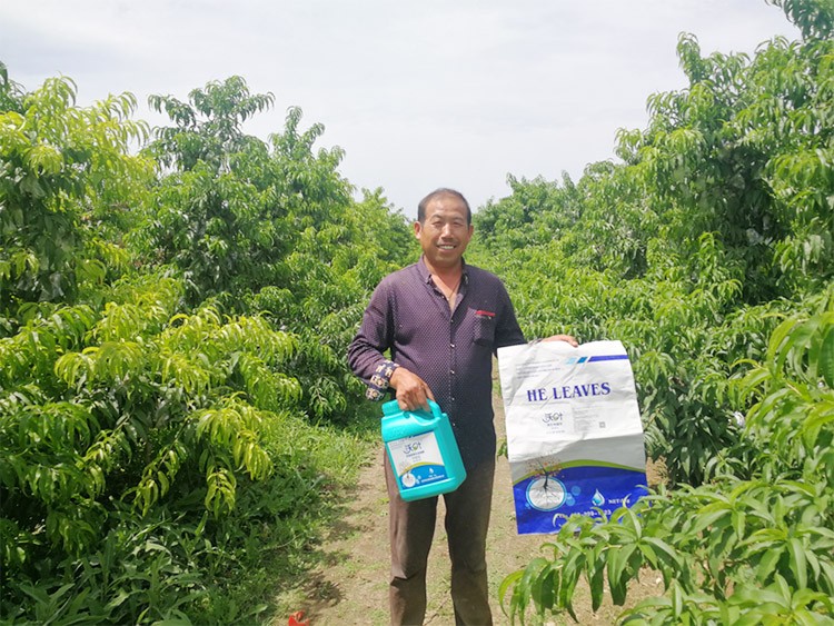 桃樹施什么肥料好，看這一篇就夠了！