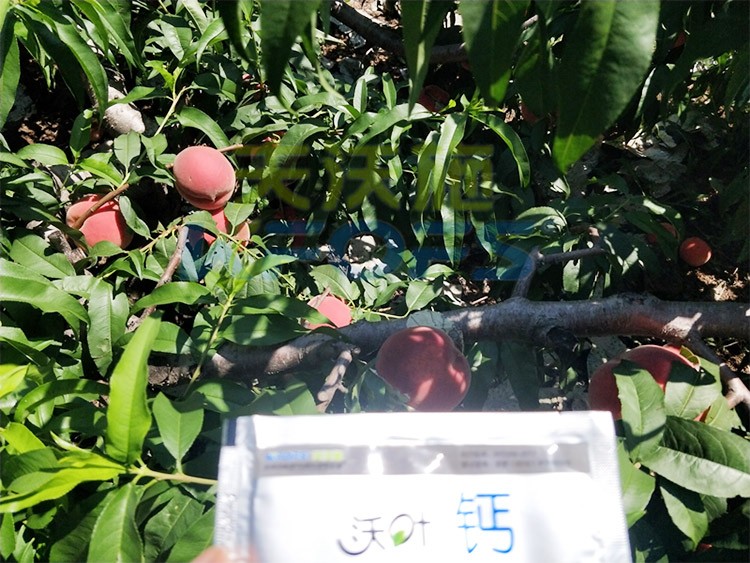 桃樹施什么肥料好，看這一篇就夠了！