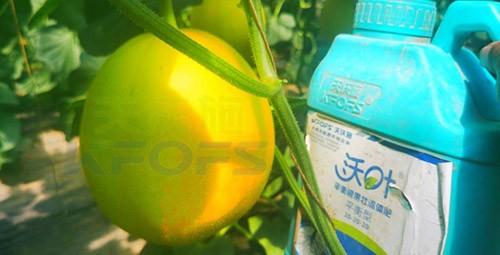 甜瓜用什么肥料更甜，你知道嗎？