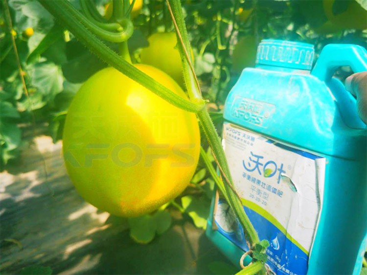 甜瓜用什么肥料更甜，你知道嗎？