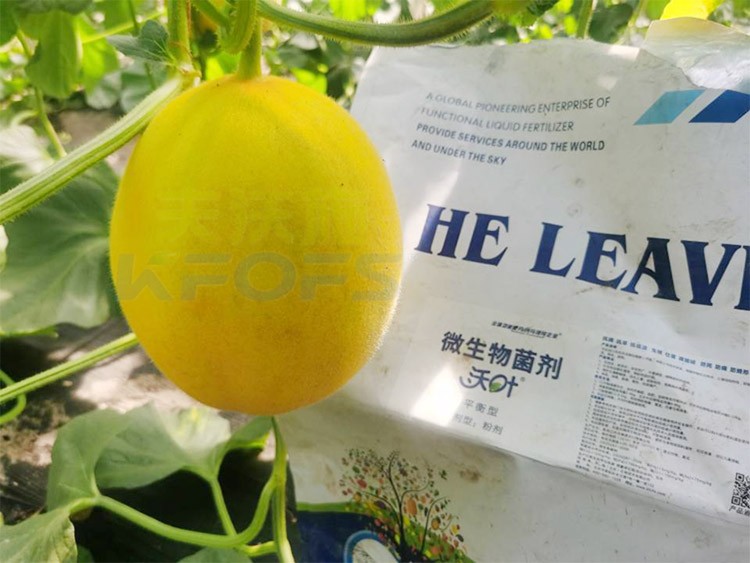 甜瓜用什么肥料更甜，你知道嗎？