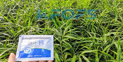 鈣肥為何在大姜上全程使用？