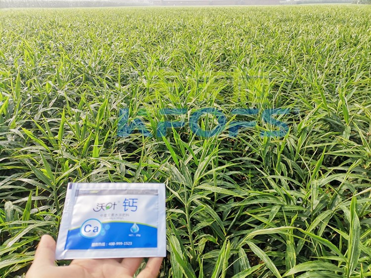 鈣肥為何在大姜上全程使用？