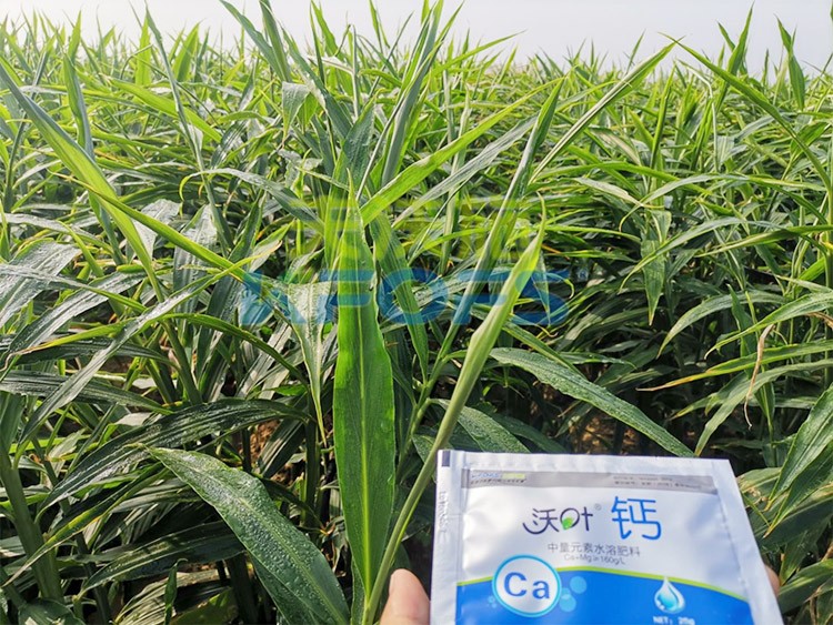 鈣肥為何在大姜上全程使用？