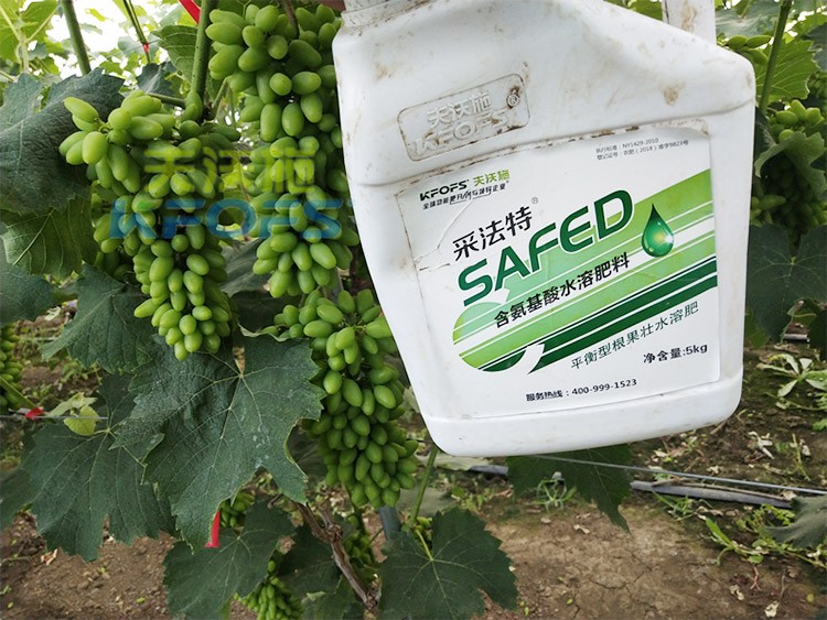 進口水溶肥用這個，葡萄能增產