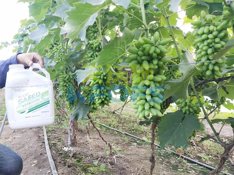 進口水溶肥用這個，葡萄能增產