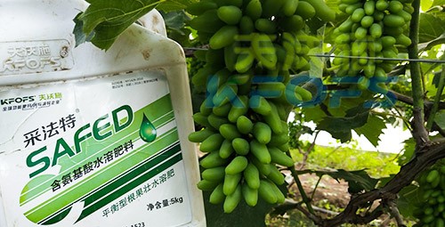 葡萄水溶肥品牌哪個(gè)好？案例告訴你！