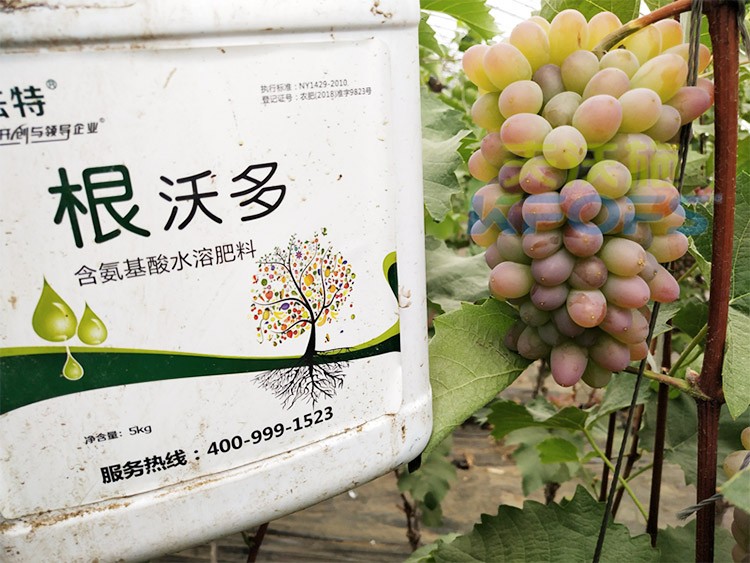 葡萄水溶肥品牌哪個好？案例告訴你！