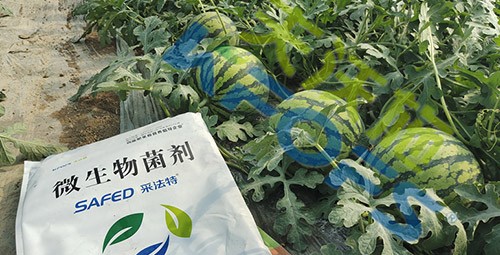 西瓜用微生物菌劑，能達(dá)到什么效果？