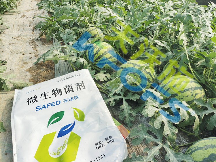 西瓜用微生物菌劑，能達到什么效果？