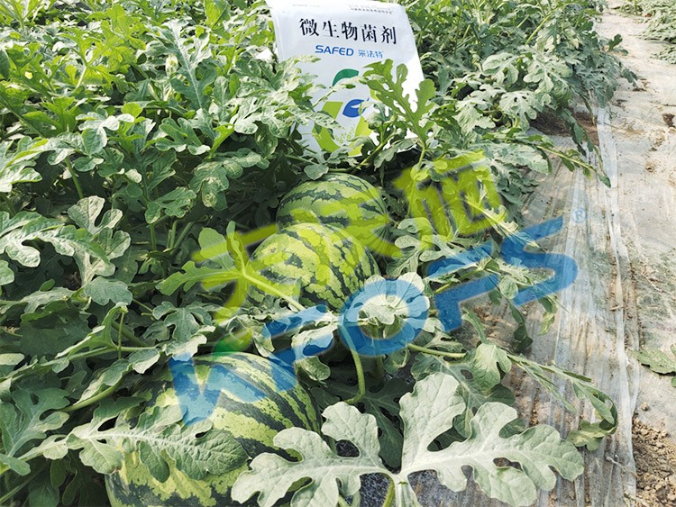 西瓜用微生物菌劑，能達到什么效果？