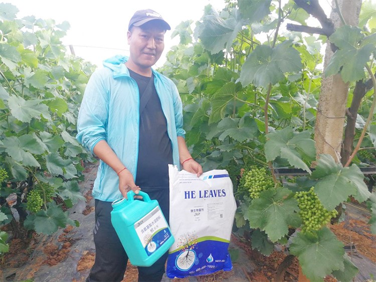 葡萄轉(zhuǎn)色，這幾點(diǎn)你忽視了嗎？