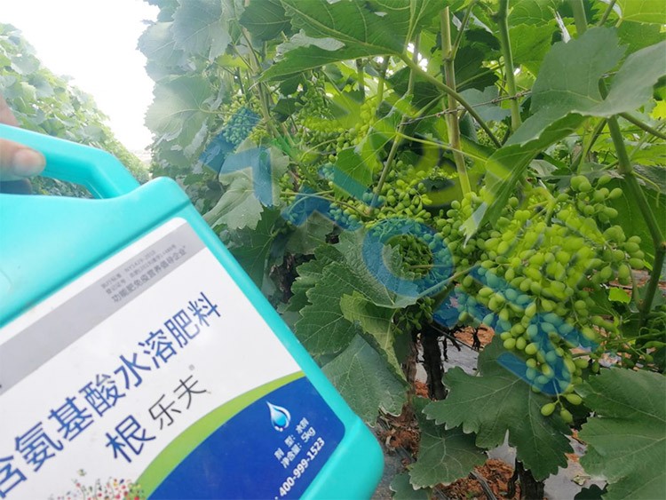 葡萄轉(zhuǎn)色，這幾點(diǎn)你忽視了嗎？