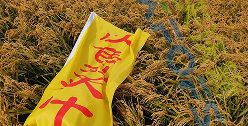 水稻用水溶肥，這三個(gè)方面的效果很明顯！