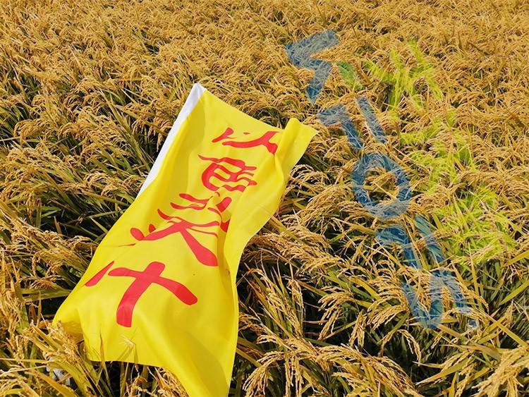 水稻用水溶肥，這三個方面的效果很明顯！