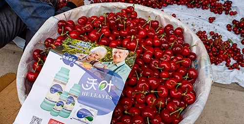 果樹葉面肥哪個(gè)品牌好？