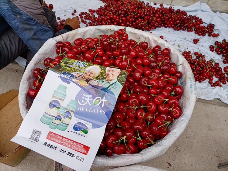 果樹葉面肥哪個品牌好？