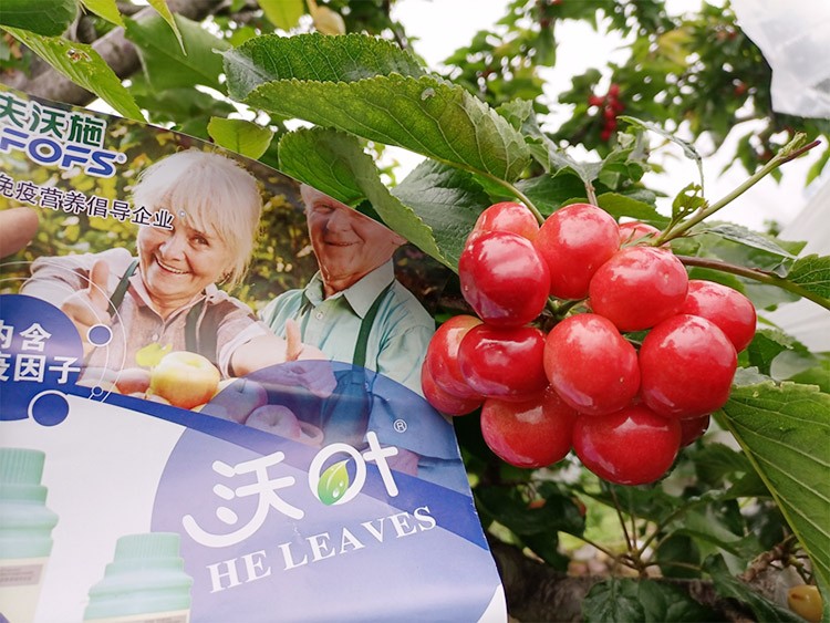 果樹葉面肥哪個品牌好？