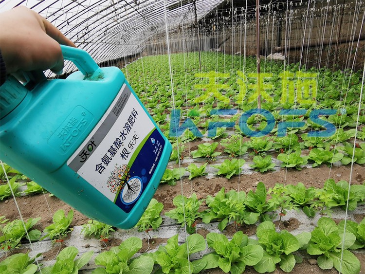 蔬菜用進(jìn)口水溶肥，有什么突出效果？