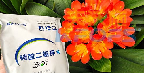 花卉用這款磷酸二氫鉀，效果不一般！