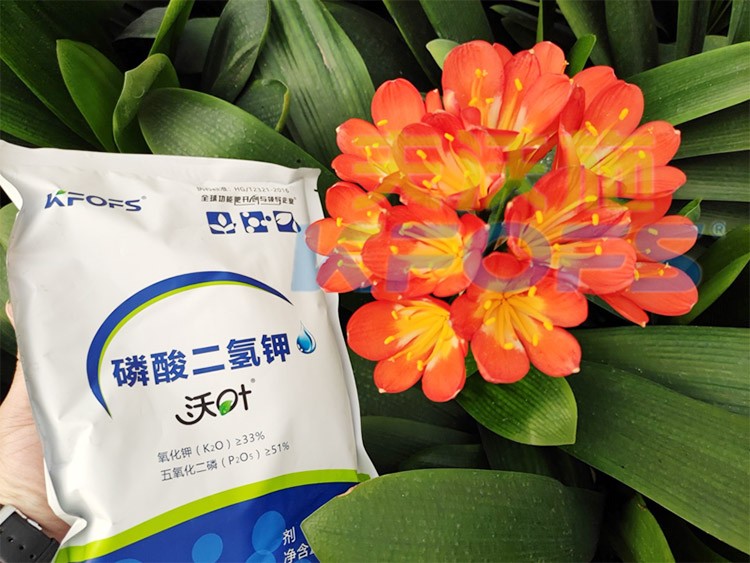 花卉用這款磷酸二氫鉀，效果不一般！