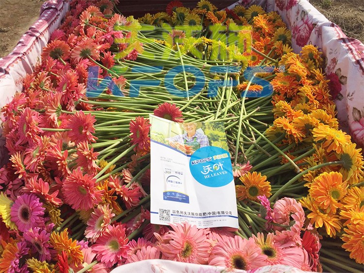 花卉用這款磷酸二氫鉀，效果不一般！