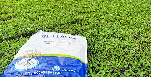 黃瓜用這樣的水溶肥，產量就是高！