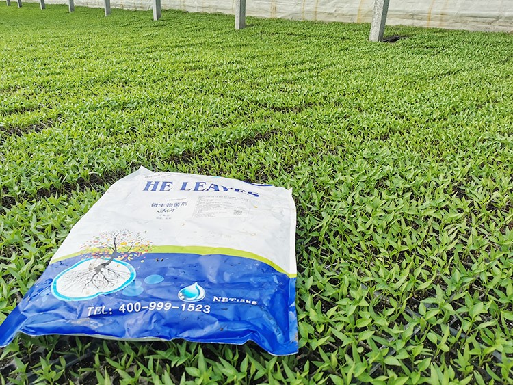 辣椒苗期用什么水溶肥好？