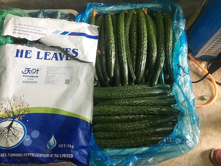 黃瓜用這樣的水溶肥，產(chǎn)量就是高！