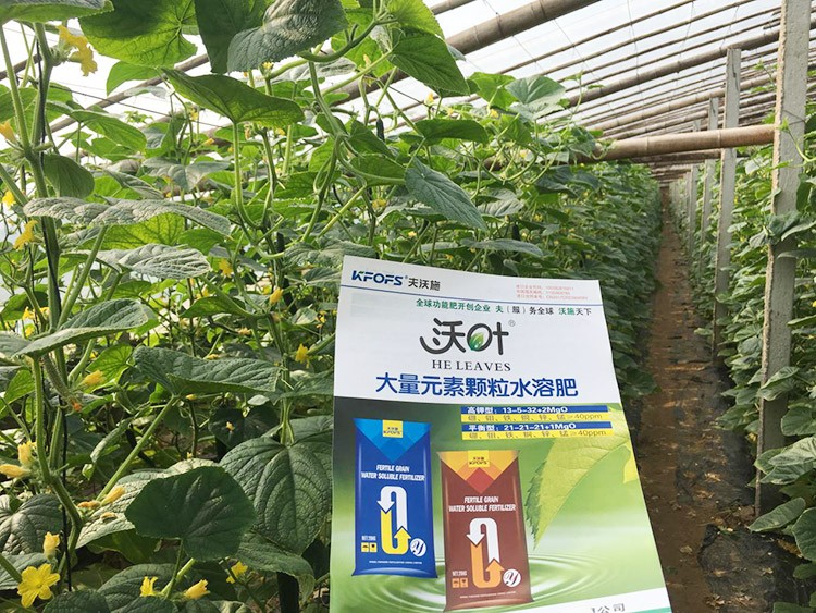 黃瓜用這樣的水溶肥，產(chǎn)量就是高！