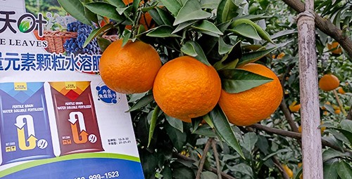 果樹水溶肥什么牌子好？