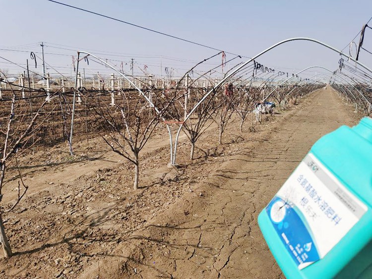 果樹水溶肥什么牌子好？