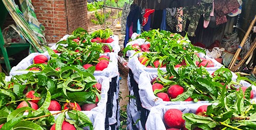 桃樹用什么肥料好？且看這篇！