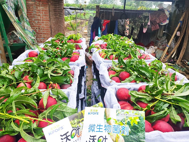 桃樹用什么肥料好？且看這篇！