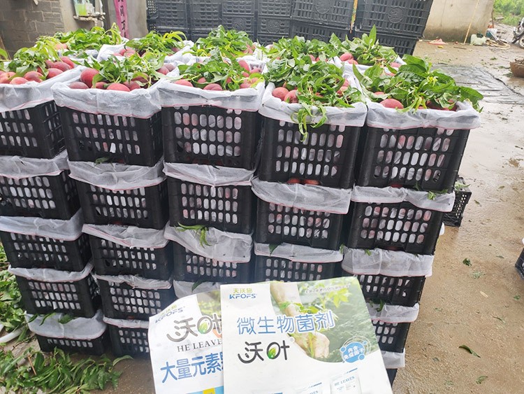 桃樹用什么肥料好？且看這篇！