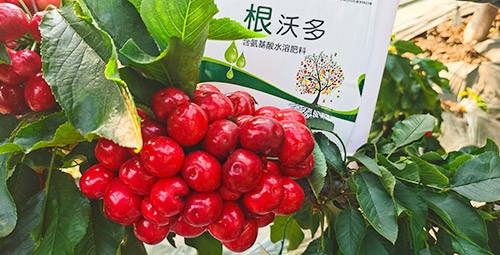 大櫻桃水溶肥廠家哪家好？這樣的才更可靠！