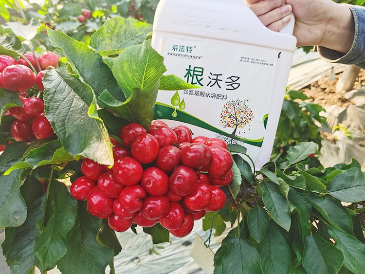 大櫻桃水溶肥廠家哪家好？這樣的才更可靠！