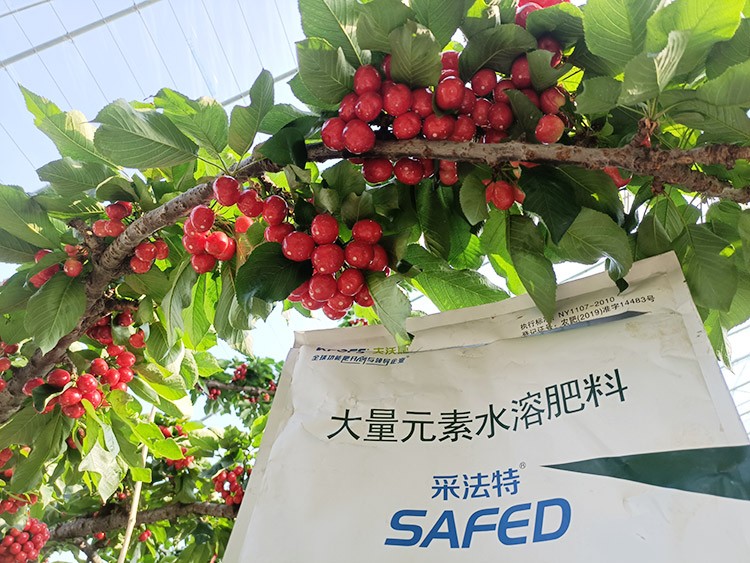 大櫻桃水溶肥廠家哪家好？這樣的才更可靠！