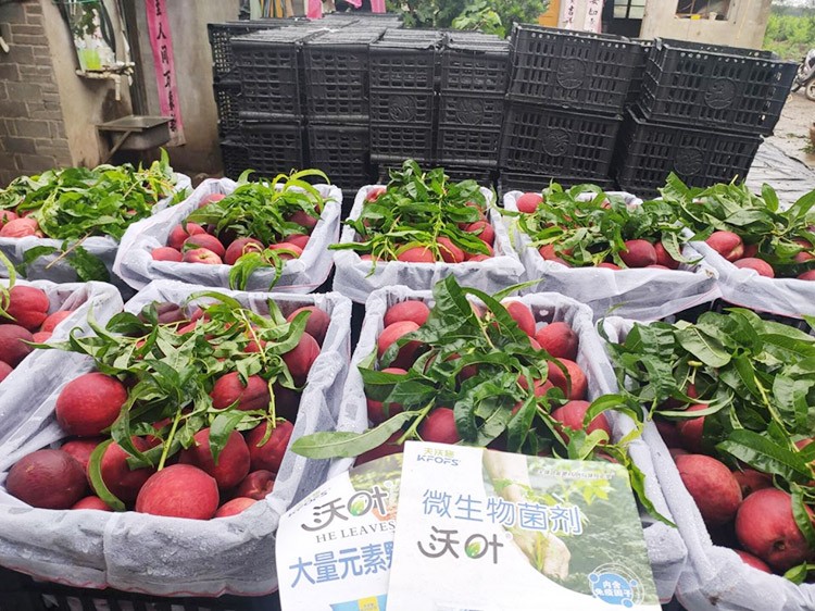 桃樹根腐不可怕，怕的是不用水溶肥治療！