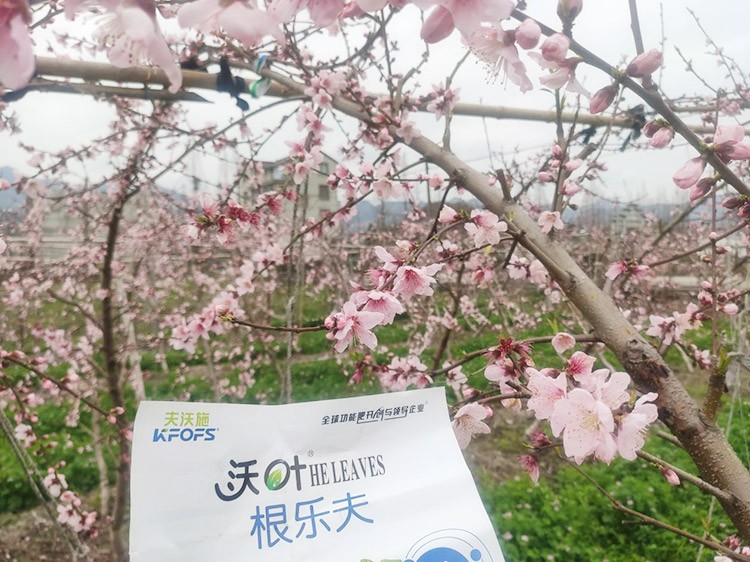 桃樹根腐不可怕，怕的是不用水溶肥治療！