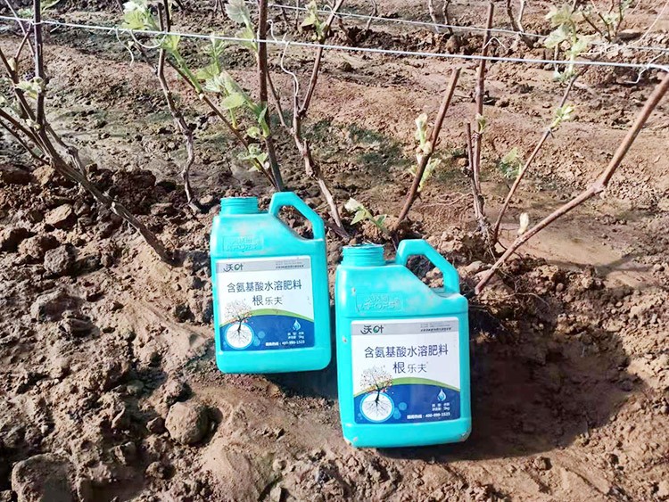 葡萄萌芽期管理技術(shù)在這里，值得收藏！