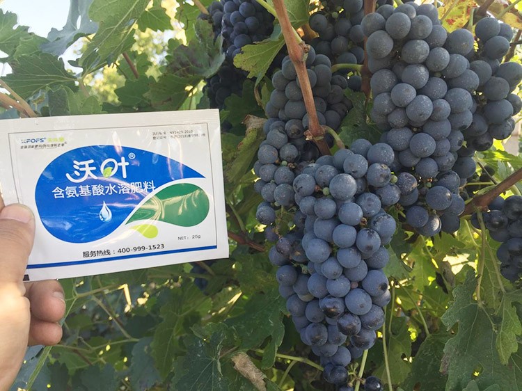 葡萄萌芽期管理技術(shù)在這里，值得收藏！